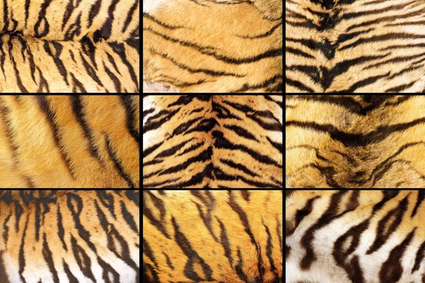 Samling av tiger päls närbilder — Stockfoto