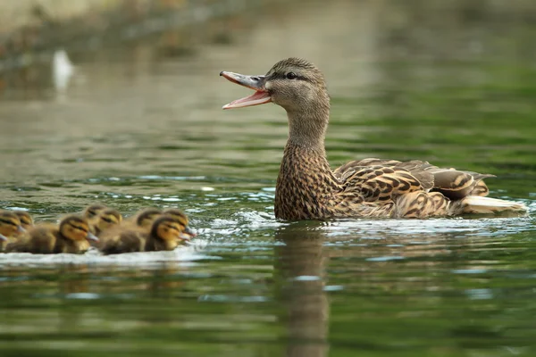 Entenfamilie — Stockfoto