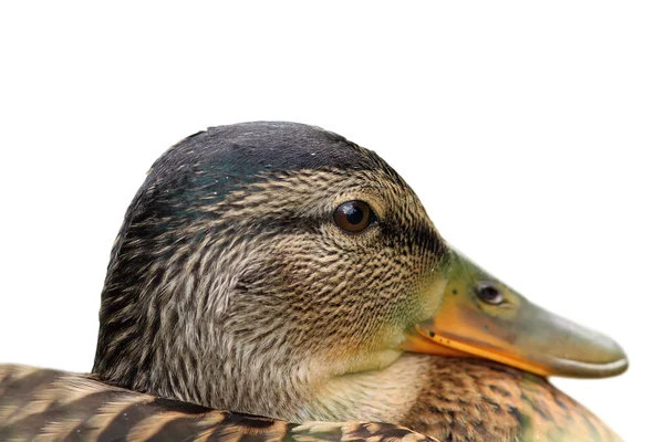 Isolated portrait of a female mallard — Stock Photo, Image