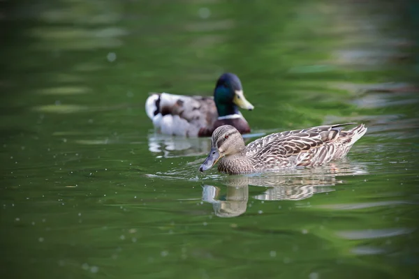 Mallard paar — Stockfoto