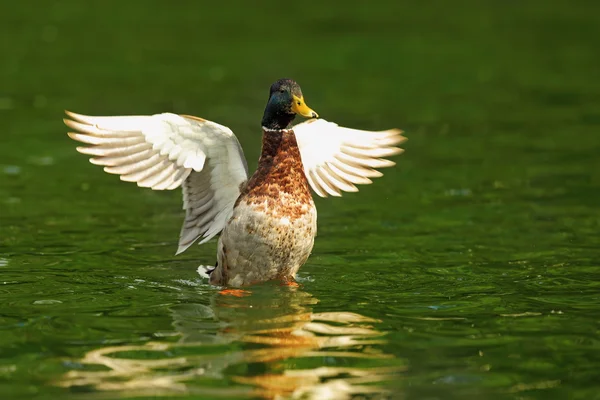 Canard colvert mâle avec ailes écartées — Photo