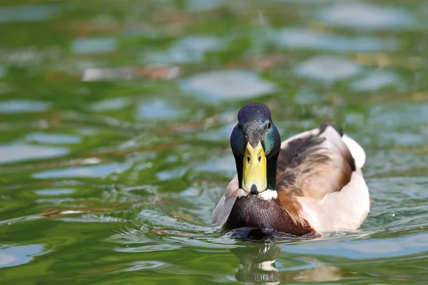 绿头野鸭在湖面上的男性 — 图库照片