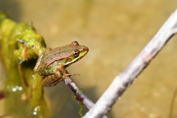 Marsh frog on a twig — Stock Photo, Image