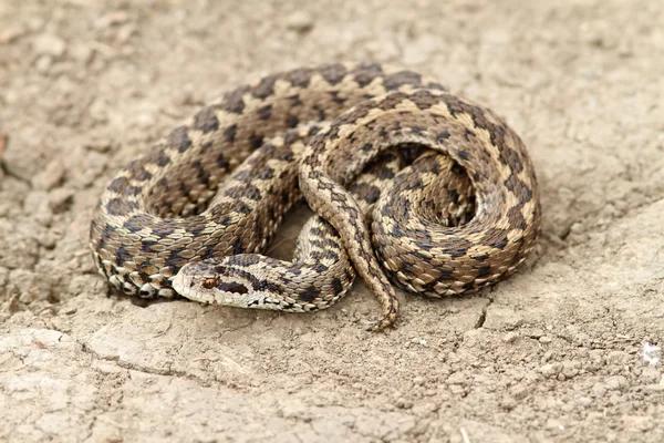 Meadow adder on ground — Stock Photo, Image