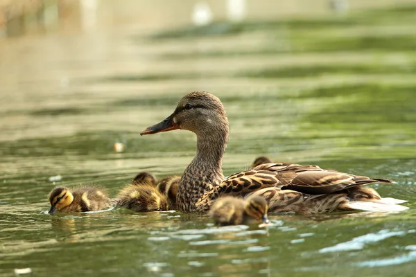 Moeder eend met baby 's — Stockfoto