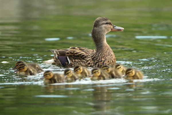 Mallard madre con patitos en la superficie del agua —  Fotos de Stock