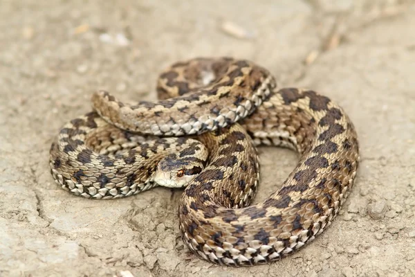 Meadow viper ready to strike — Stock Photo, Image