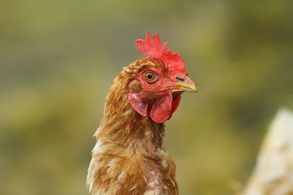 Portrait of brown hen — Stock Photo, Image