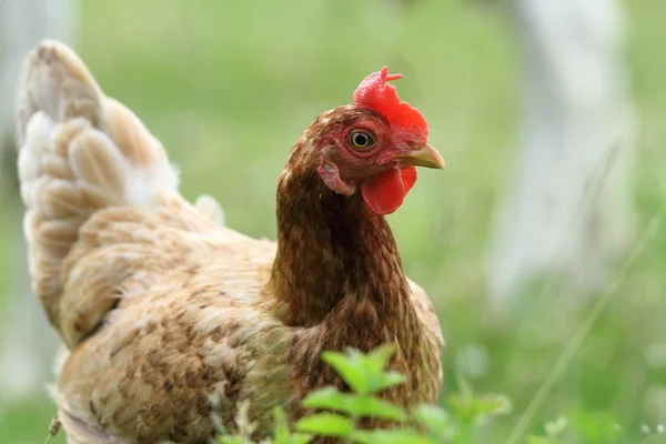 Portrait of brown hen — Stock Photo, Image