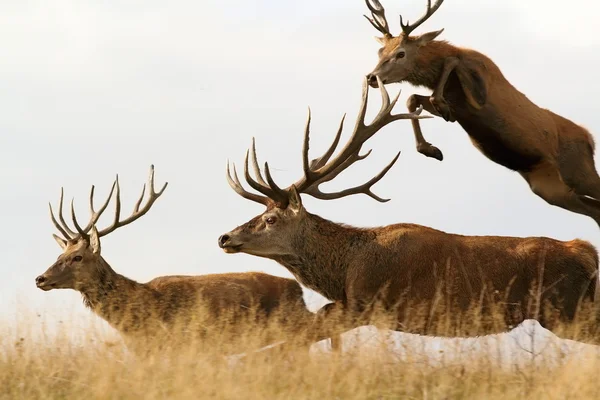 Red deer males running together — Stock Photo, Image