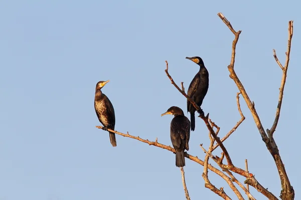 Three great cormorants on the tree — Stock Photo, Image