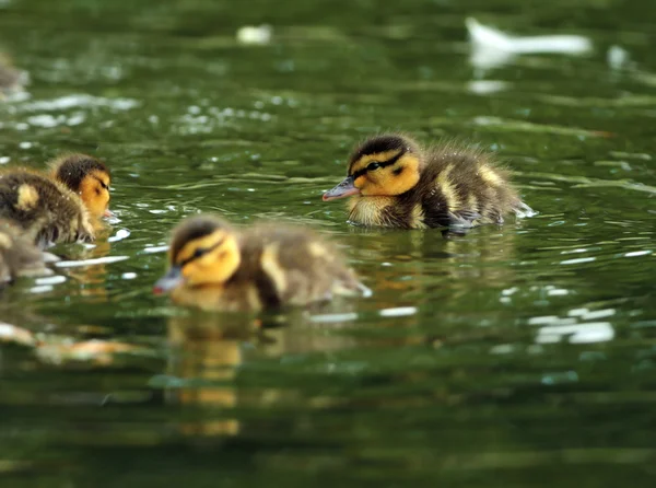 Jonge kuikens op water — Stockfoto