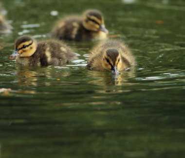 su küçük küçük ördek yavrusu