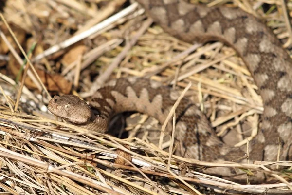 Mooie camouflage patroon van vipera ammodytes — Stockfoto