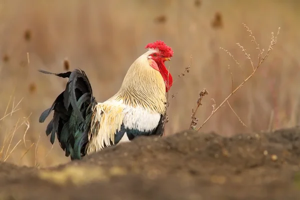 Berwarna-warni ayam berjalan di dekat peternakan — Stok Foto