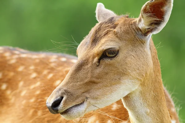 Cute fallow deer doe portrait — Stock Photo, Image