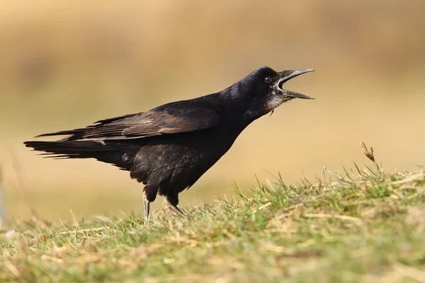 Corvo nero cantando — Foto Stock