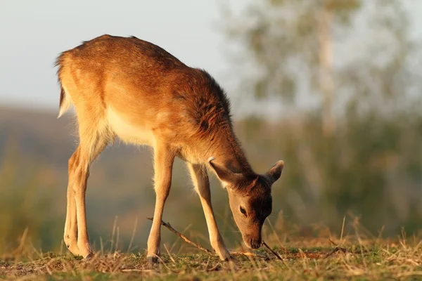 Ternero de ciervo pastando en la luz del atardecer —  Fotos de Stock