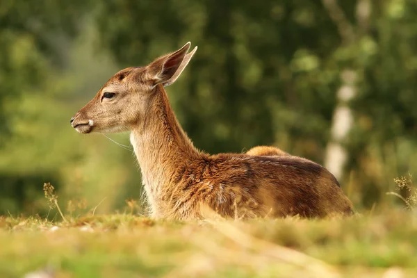 Deer tele stojí na louce — Stock fotografie