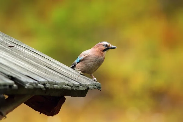 Eurasian jay on traditional roof — Stock Photo, Image