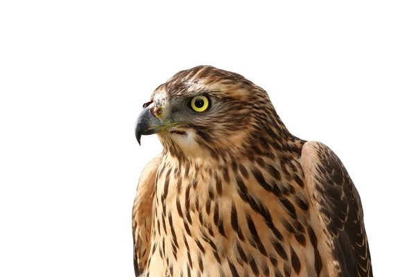 Europeu sparrowhawk retrato sobre branco — Fotografia de Stock