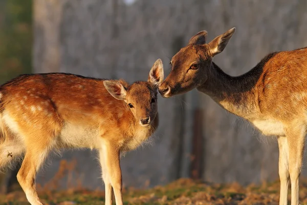 Fallow deer doe and her baby — Stock Photo, Image