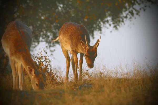 Nadas geyikler instagram etkisi ile — Stok fotoğraf
