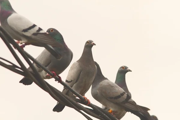 Bando de pombos em pé sobre fio eléctrico — Fotografia de Stock