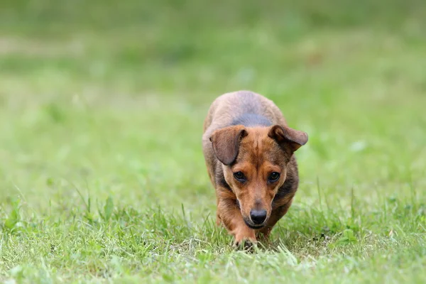 Piccolo cane che viene verso la fotocamera — Foto Stock