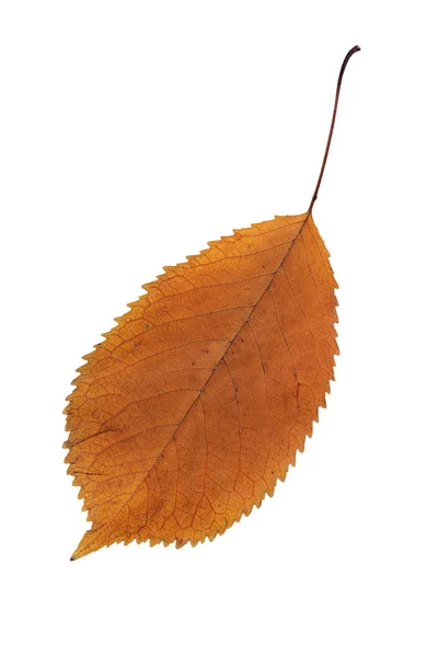 Увядший лист оранжевого цвета — стоковое фото