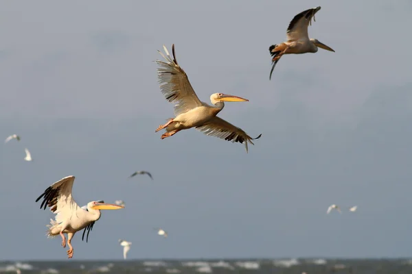 Pellicani che volano in formazione — Foto Stock