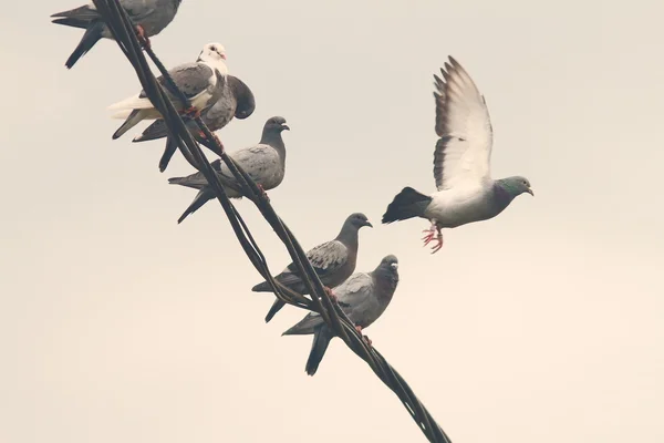 Palomas en alambre eléctrico — Foto de Stock