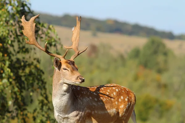 Portrait of a male fallow deer — Stock Photo, Image