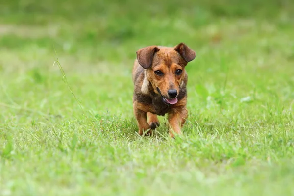 Small dog running on green lawn — Stock Photo, Image