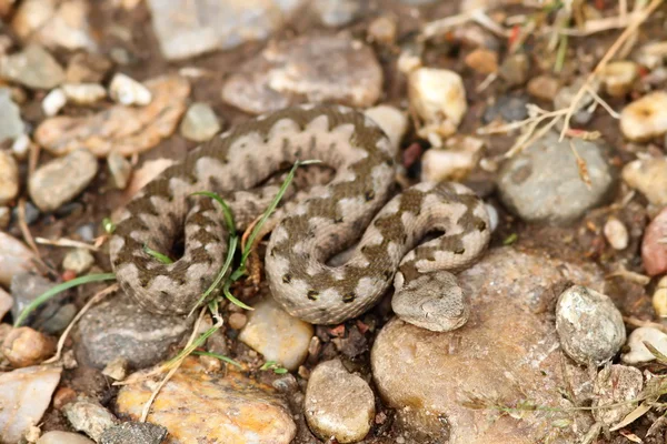 Pequenos ammodytes juvenis no chão — Fotografia de Stock