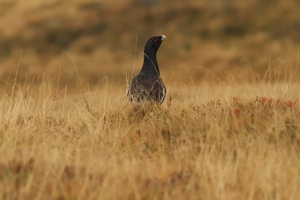 Tetrao urogallus on mountain field — Stock Photo, Image