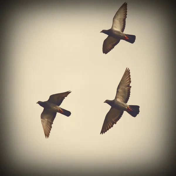 Три голубя в полете — стоковое фото