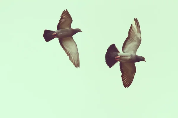 Two pigeons over the sky — Stock Photo, Image