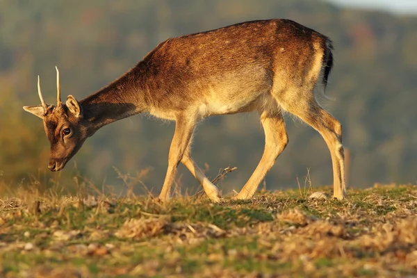 Young fallow deer buck in beautiful light — Stock Photo, Image