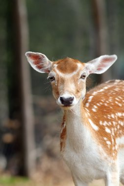 alageyik hind portresi