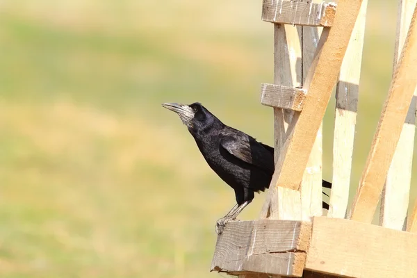 Schwarze Saatkrähe auf Holzstruktur — Stockfoto