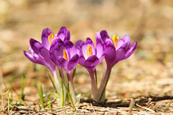 Vackra lila montering vilda blommor — Stockfoto