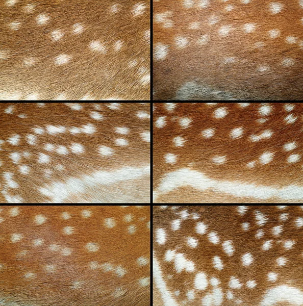 Samling av dovhjort skinn — Stockfoto