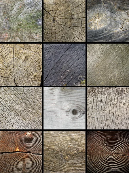 Collage de textures de troncs coupés en bois — Photo