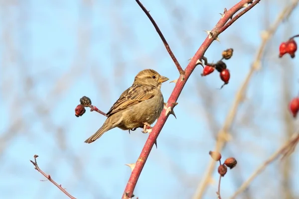 Moineau domestique femelle sur brindille — Photo