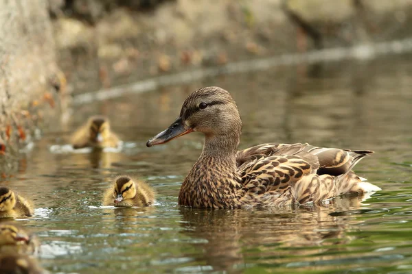 Vrouwelijke mallard duck met nakomelingen — Stockfoto