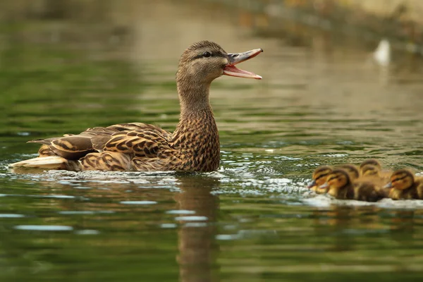 Vrouwelijke mallard duck kwekkende — Stockfoto