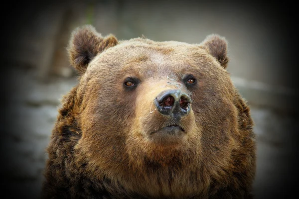 Ogromny niedźwiedź portret — Zdjęcie stockowe