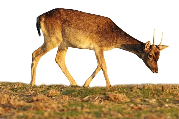 Isolated fallow deer calf grazing — Stock Photo, Image