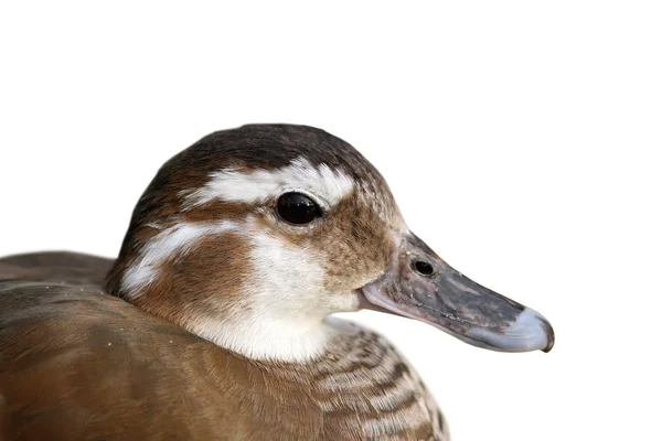 Isolated portrait of female mandarin duck — Stock Photo, Image